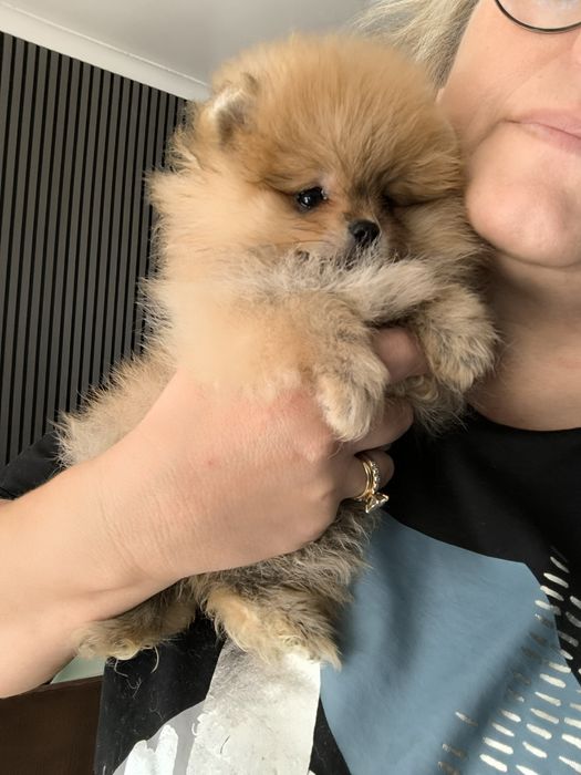 Spitz Anão.Lulu da Pomerânia. Com Pedigree. Lop e Afixo