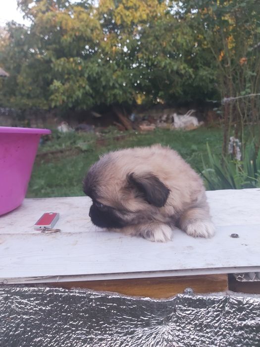 Продам хорошого пекінеса