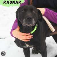 RAGNAR - cudowny pies czeka na dom