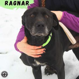 RAGNAR - cudowny pies czeka na dom