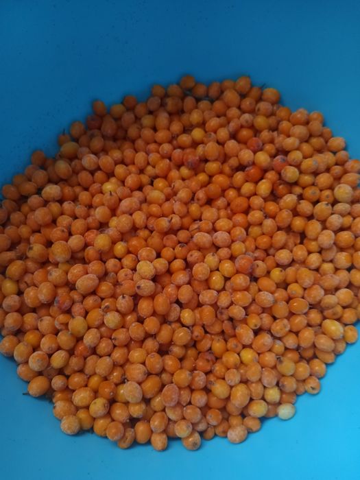 Rokitnik owoce oczyszczone