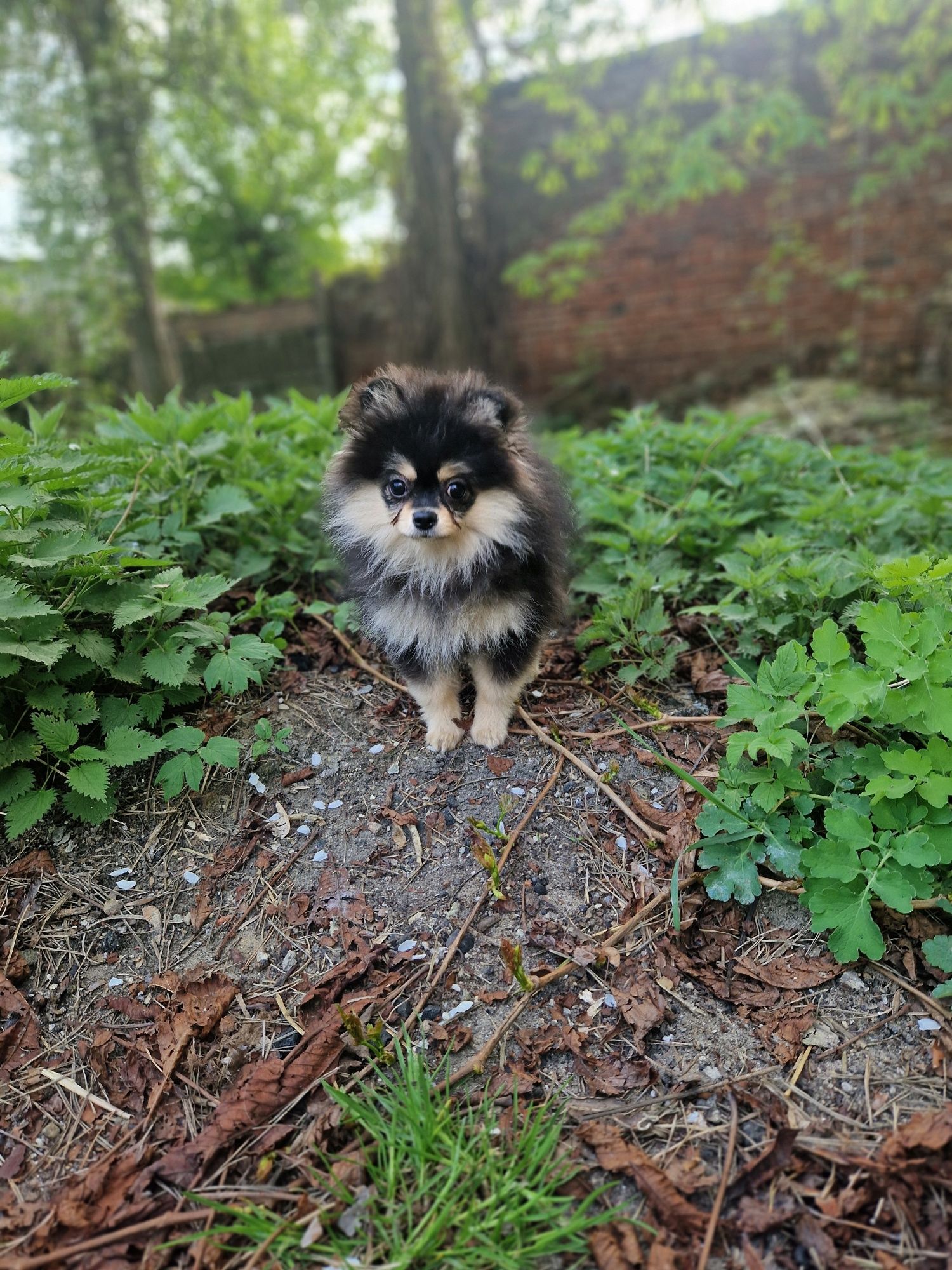 pomeranian cudowna maleńka księżniczka