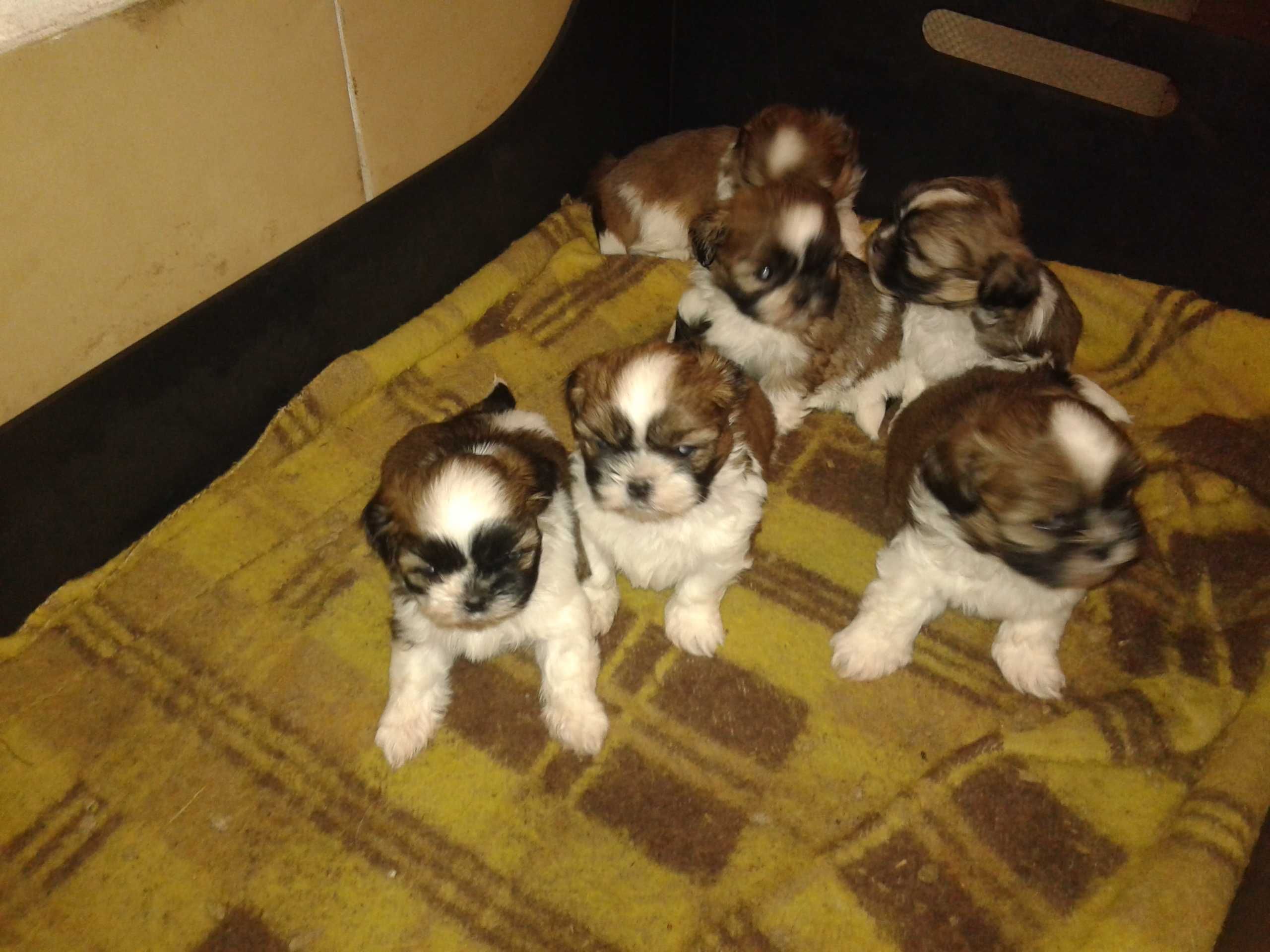 szczeniaczek SHIH TZU miniaturka umowa PASZPORT rodowód