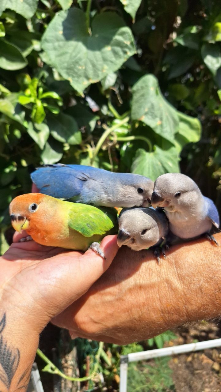 Vendo Agapornis Domesticados
