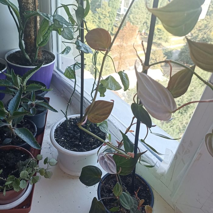 Филодендрон Миканс.