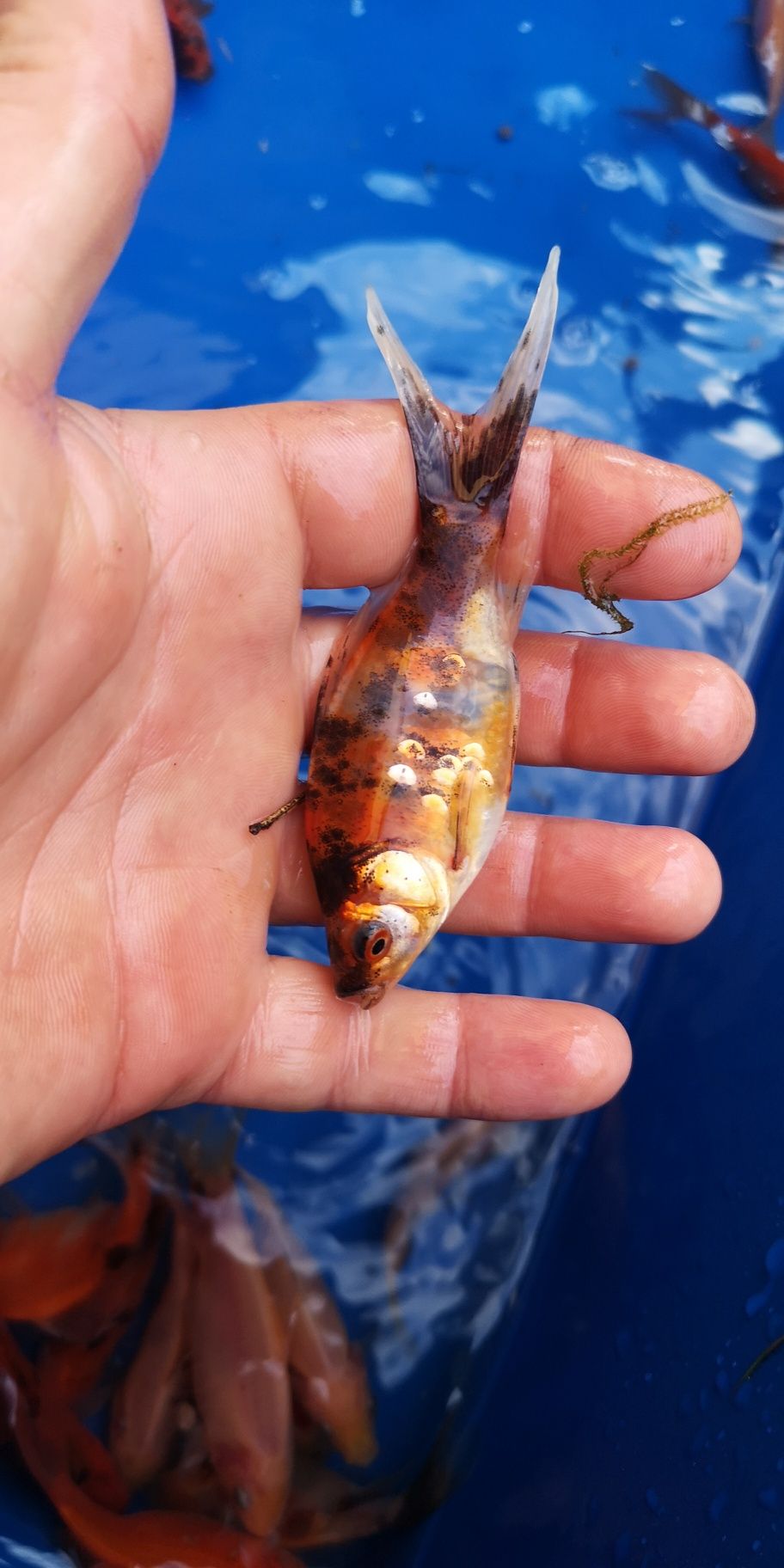 Karaś shubunkin kolorowy narybek 10cm