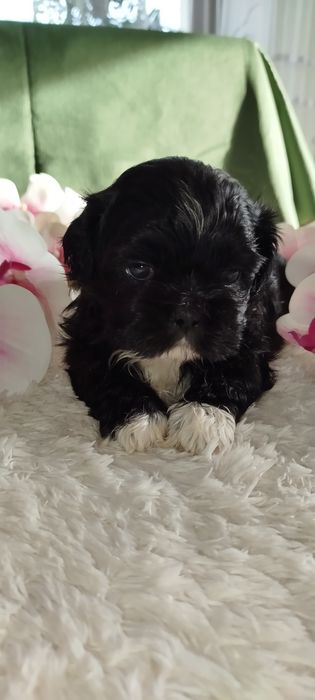 Śliczny piesek Shih Tzu