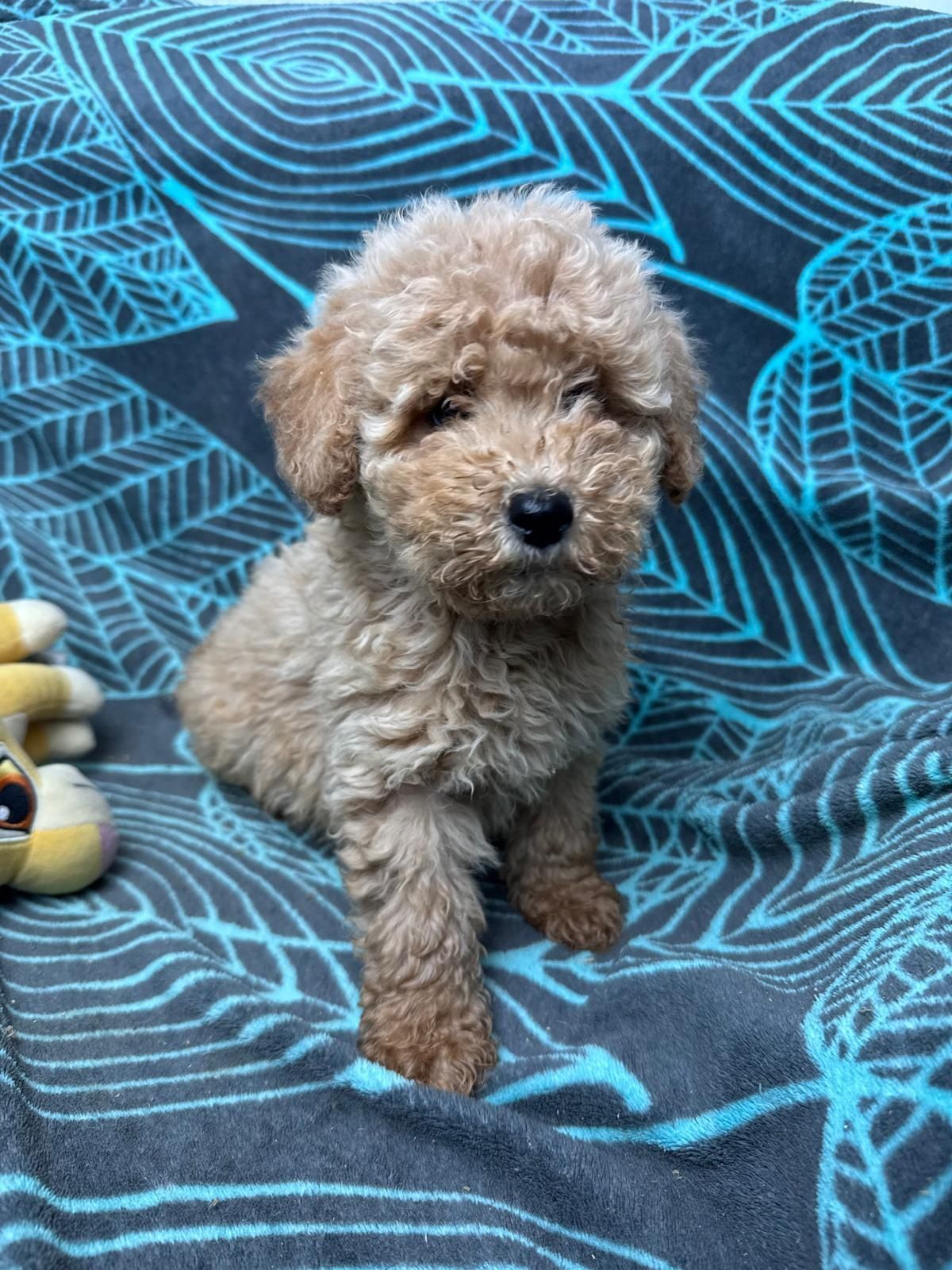 maltipoo szczeniak
