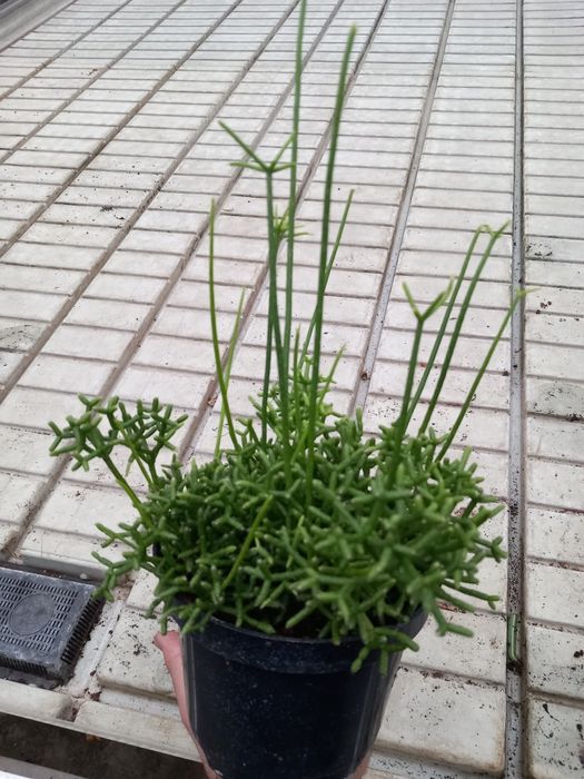 Patyczak rhipsalis