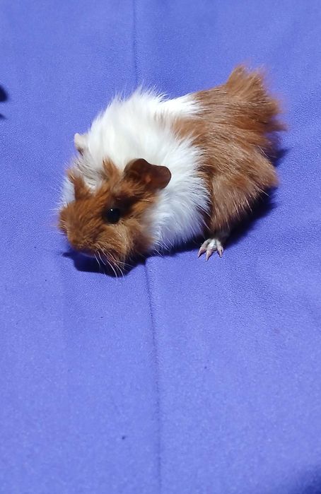 Морські свинки,  порода розетка.