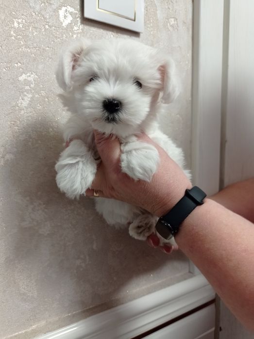 Maltańczyk maltańczyki piesek