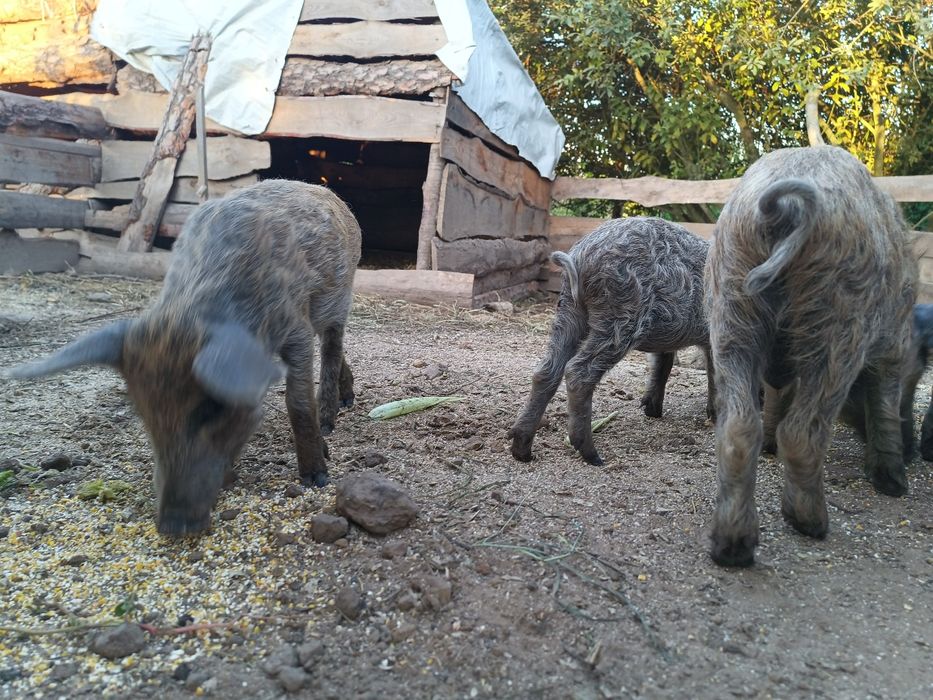 Поросята Венгерської мангалиці