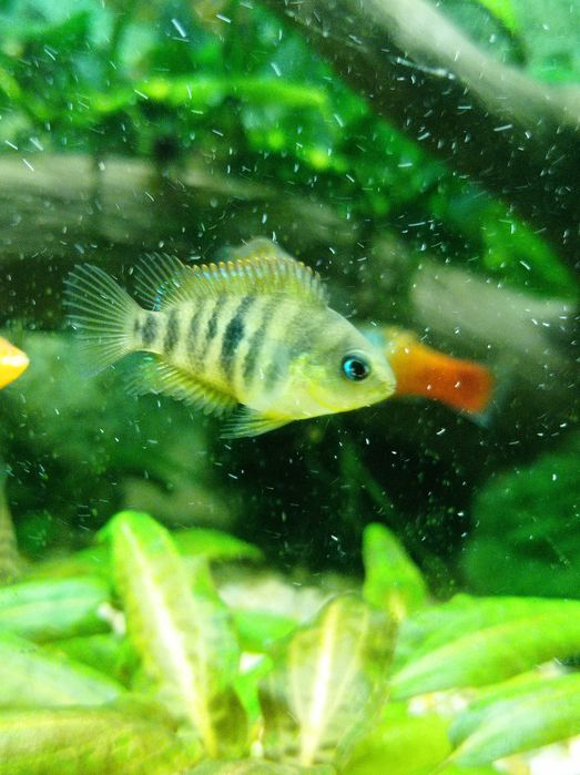 Amatitlania nanolutea, pielęgnica z Guabo, narybek