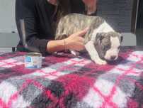 Samce amstaff. Szczennięta. Ast. American staffordshire terrier