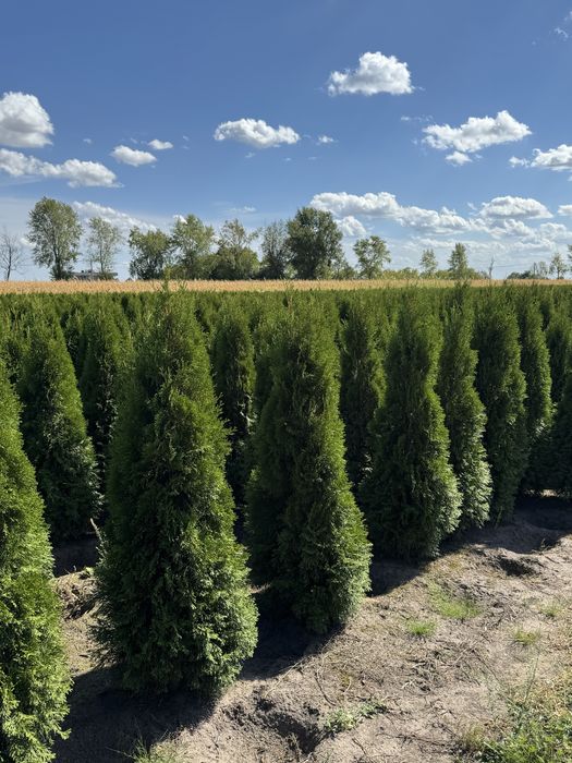 Gesta Tuja Szmaragd 160-170cm Dostawa Sadzenie Producent