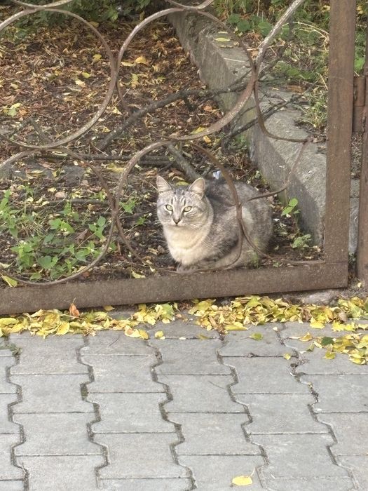 Шукаємо котика Сірка