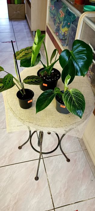 Набір кімнатних квітів Маранта,Монстера,філодендрон Біркін