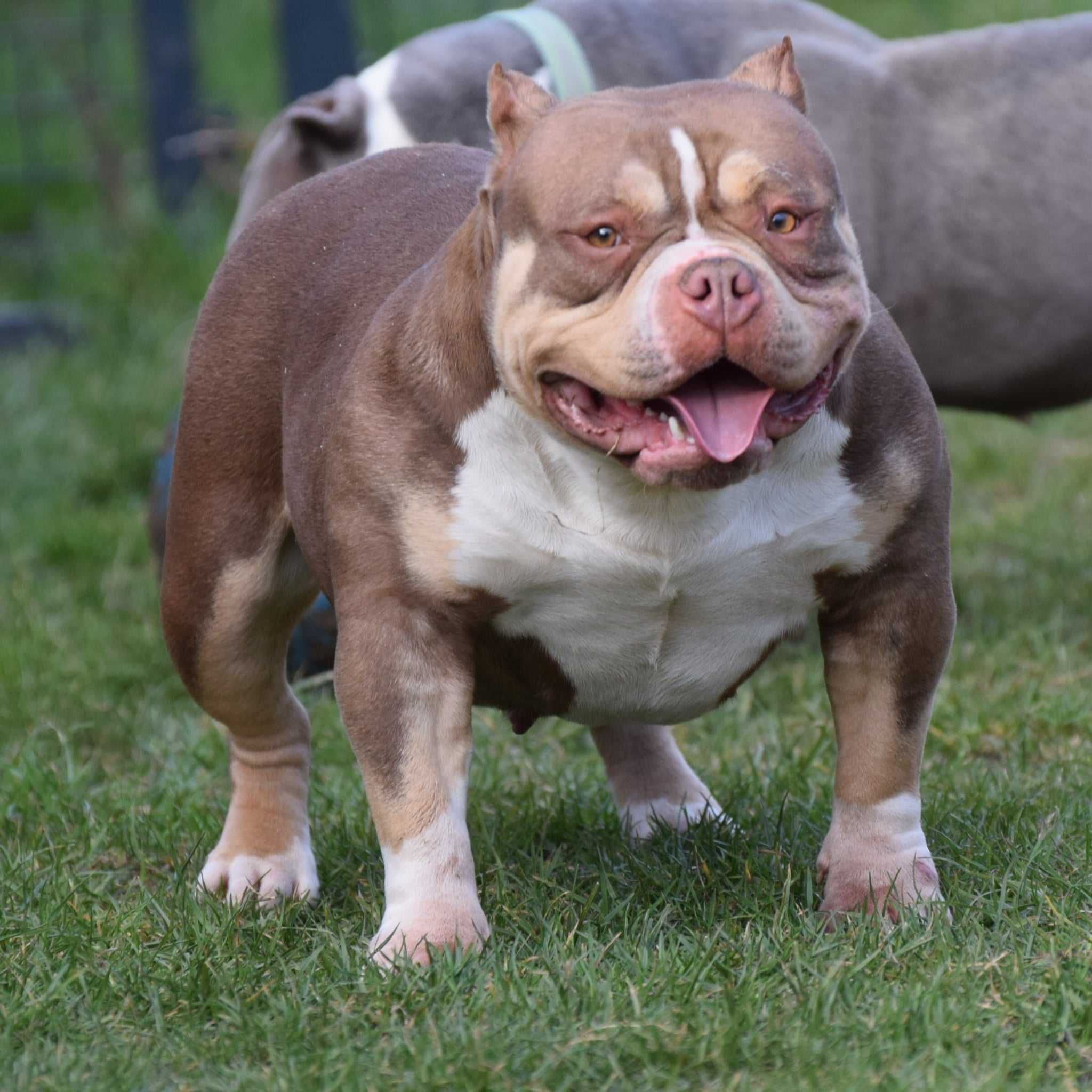 American bully suczka ABKC