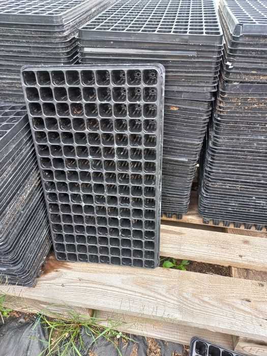 Multiplaty Rosada multiplat paletki drzewka tuja Thuja