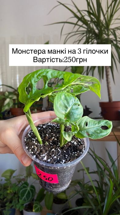 Вазон монстера манкі на 1 і 3 гілочки