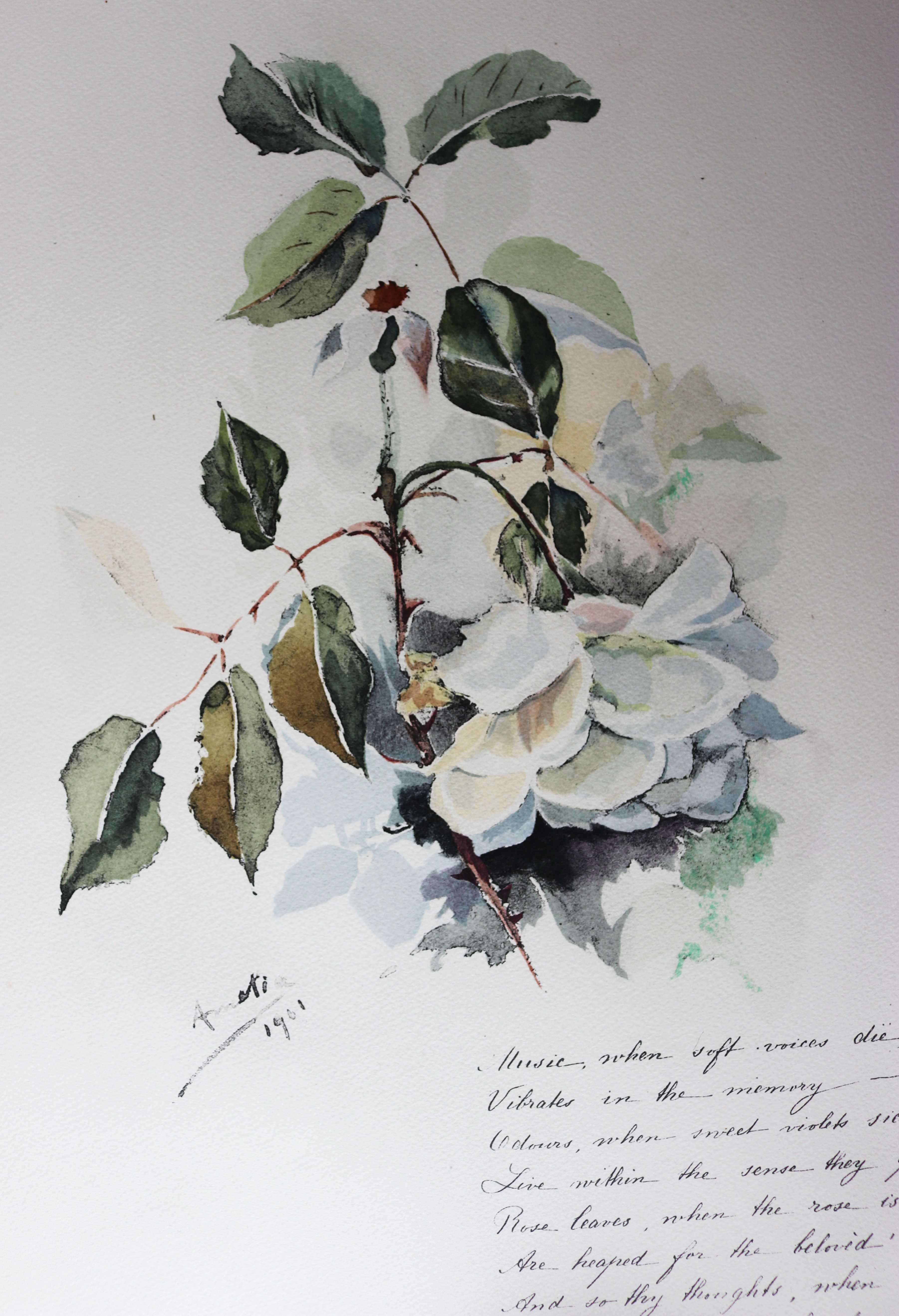 Rainha D Amélia rosa chá aguarela 1901 litografia 1927