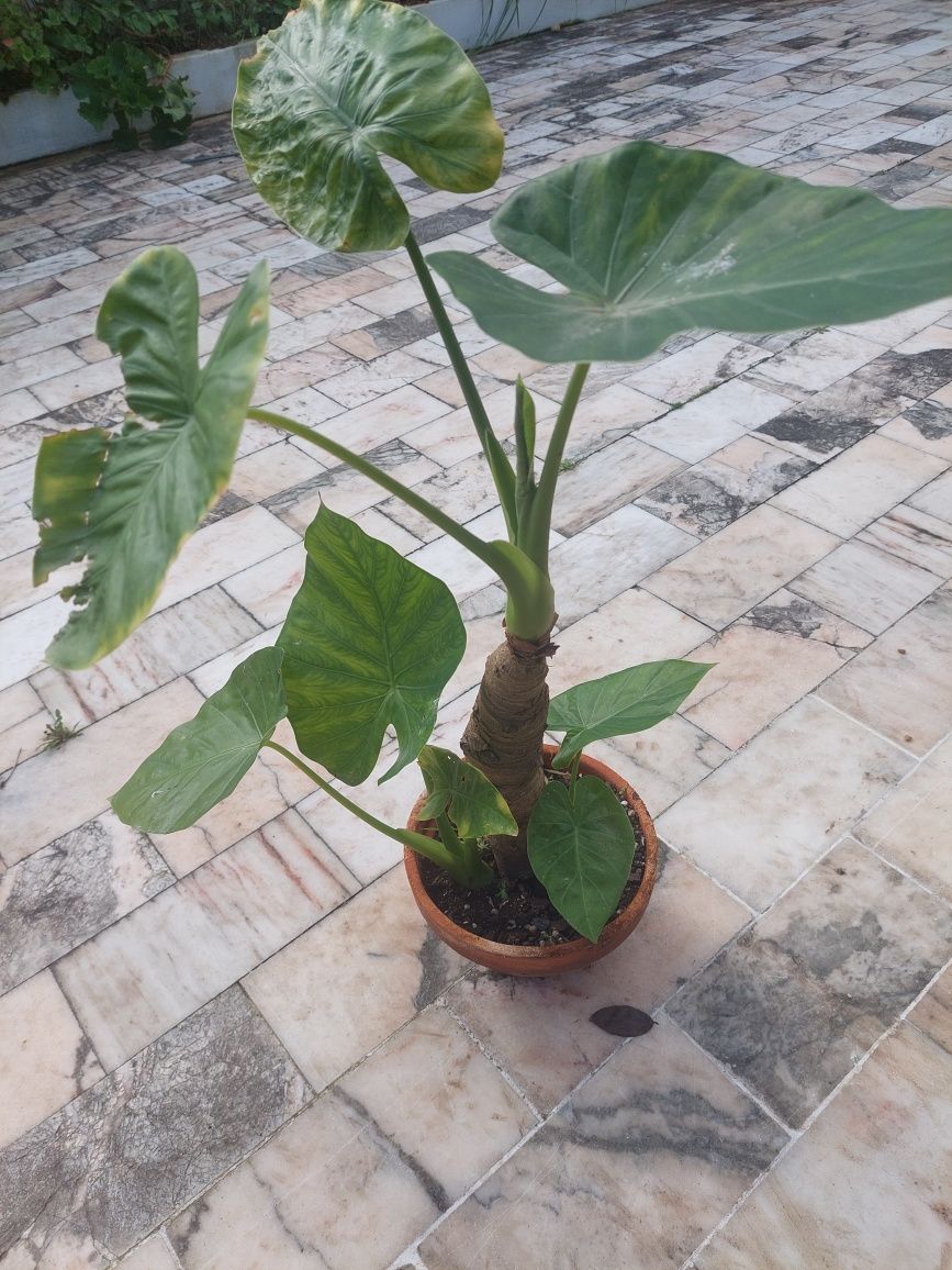 Alocasia Macrorrhiza (Folhas gigantes)