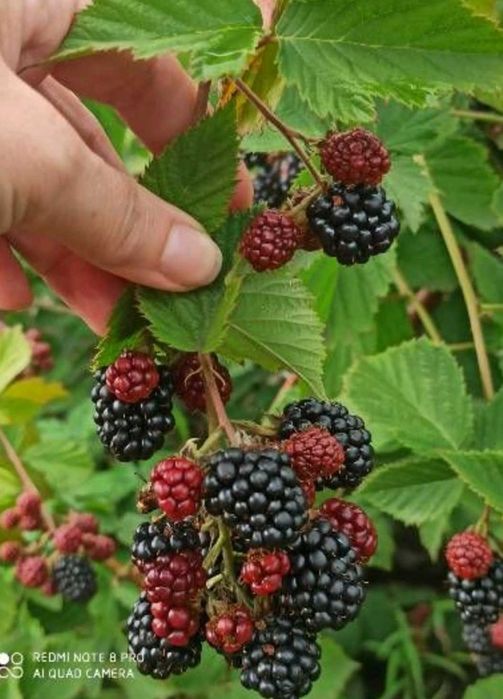 Дейция, морозник, ромашка гибискус ежевика лещина малина унаби зизифус