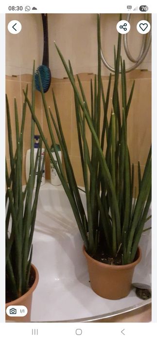 Grube duze sadzonki rosliny domowej