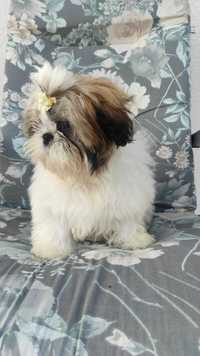 Shih tzu tricolor suczka