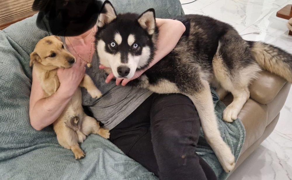 Oddam za darmo Husky