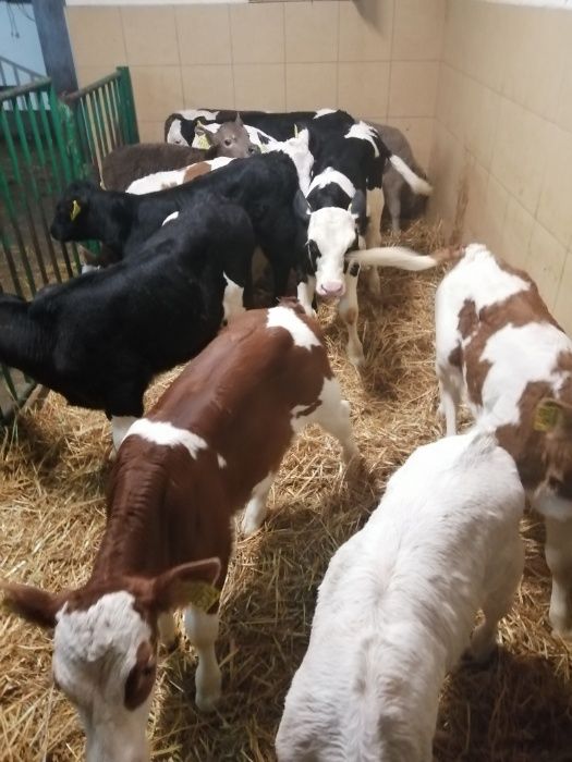 Byczki jałówki Bobrowo polskie