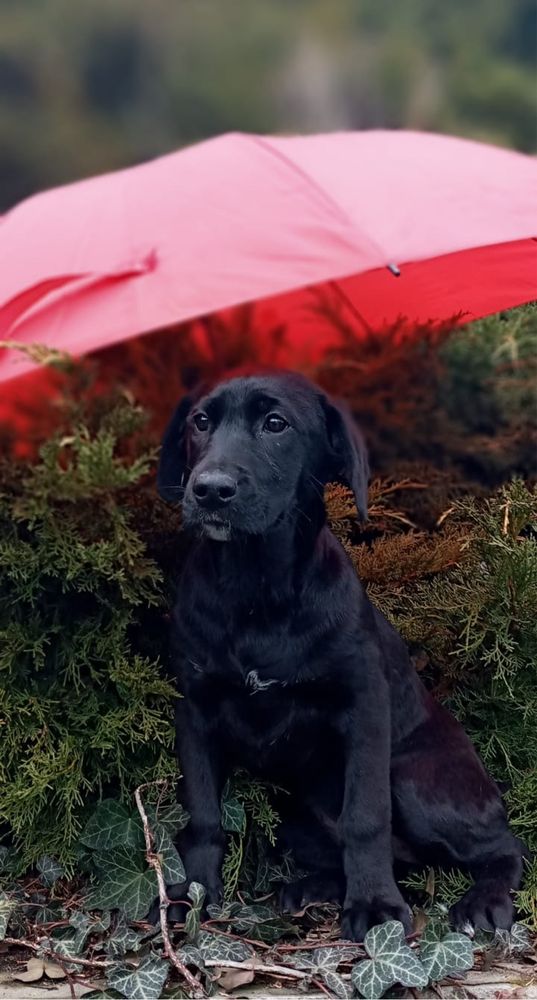 Szczeniaki w typie labradora szukają domów