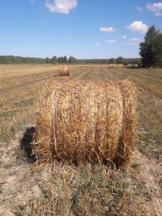 Sprzedam słomę żytnia i owsiana