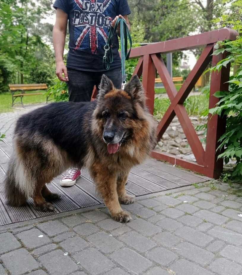 Zew, w typie owczarka niemieckiego długowłosego do adopcji..