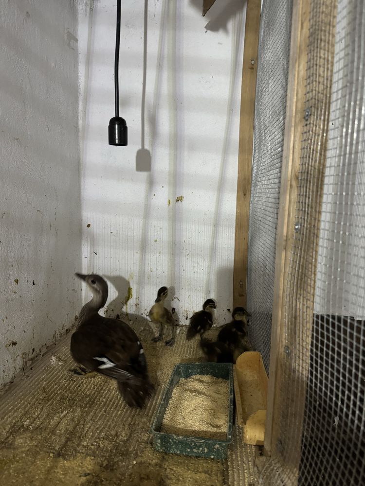Patos mandarins pequenos