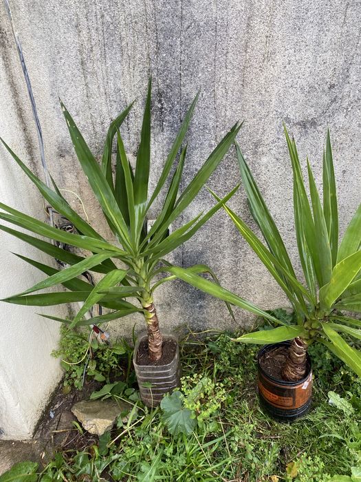 Plantas de yucas para jardins