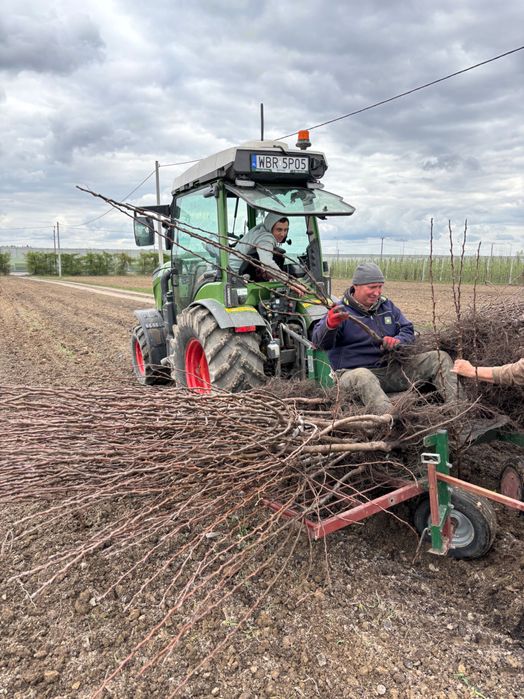 Sadzenie drzewek porzeczek jabłoni gruszy borówka GPS RTK krzewów 1cm