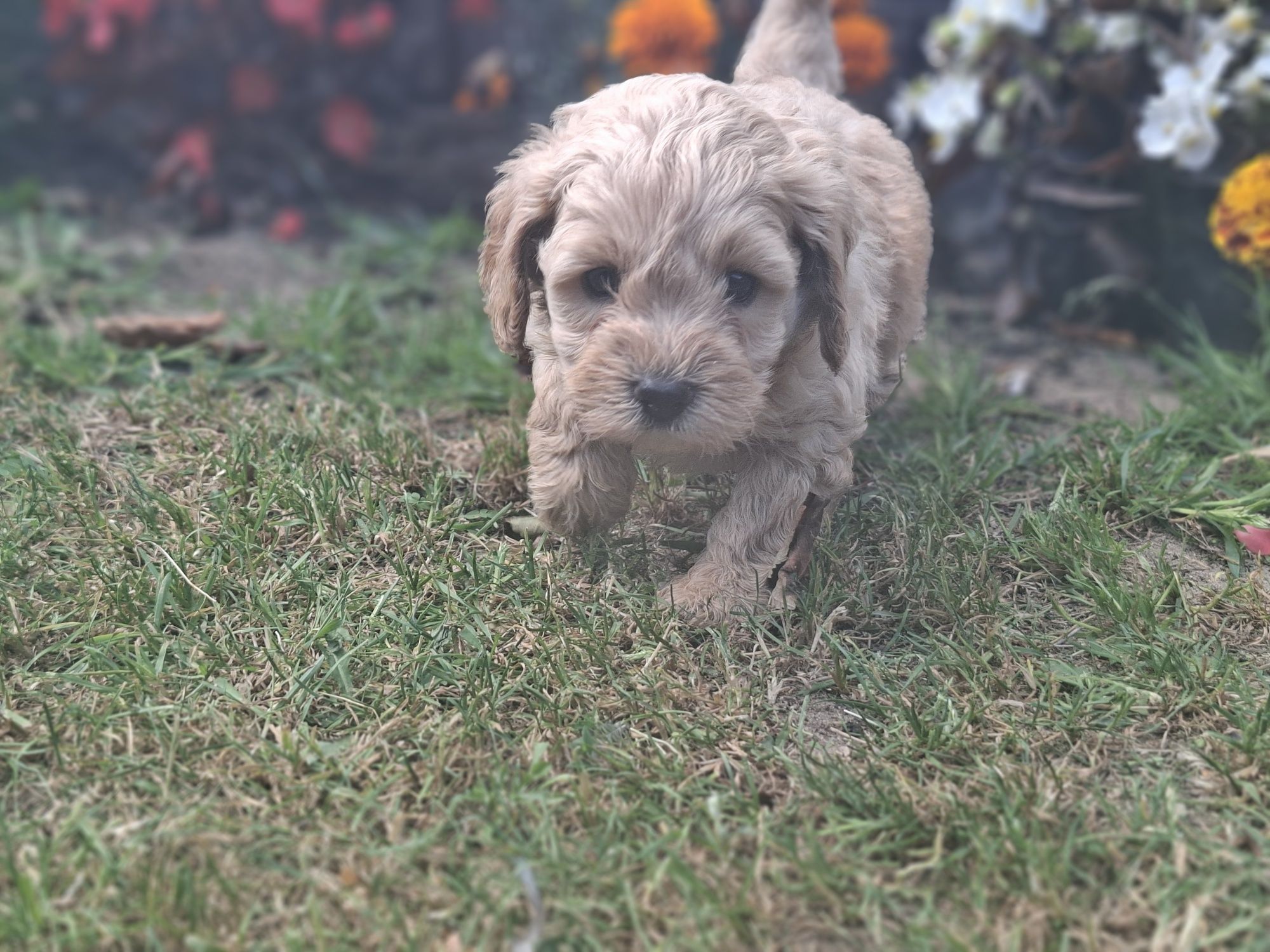 Piesek  cavapoo  z metryką