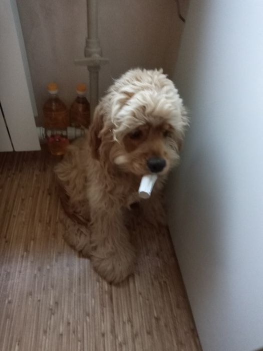 Продам Американского кокер спаниеля