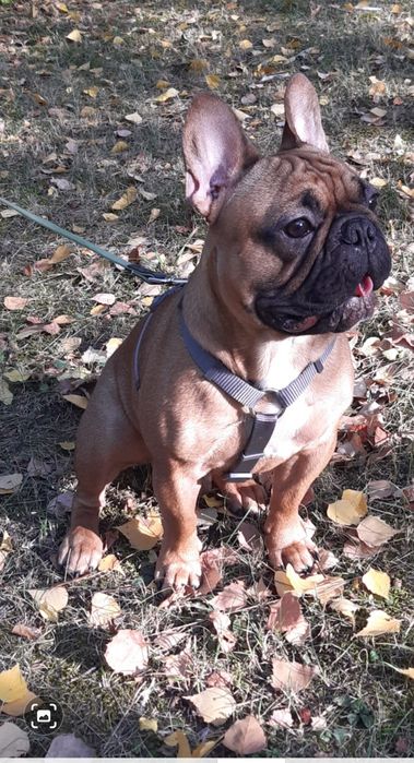 Вязка Французький Бульдог!