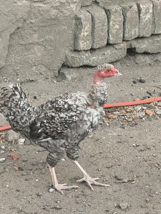 Na sprzedaz mlode kurki i koguty