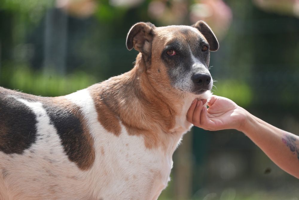Sunia Bambi po przejściach szuka domku