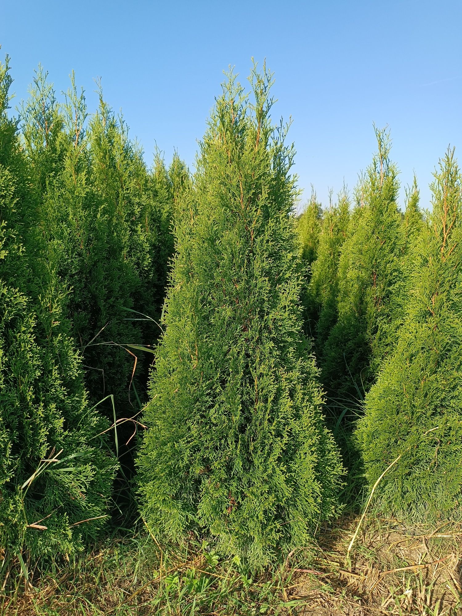 Mega gruba tuja Szmaragd 150-160 cm thuja smaragd