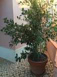 Ficus Ginseng -planta *** NOVO PRECO****