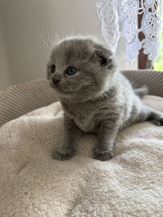 Kocurek kot szkocki zwislouchy fold niebieski