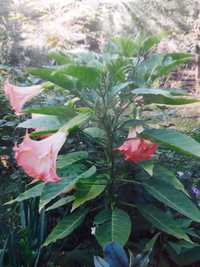 Бругмансия -садовый цветок.