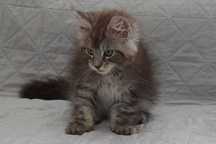 Maine Coon czarny srebrzysty kocurek Igo Nannarella*PL