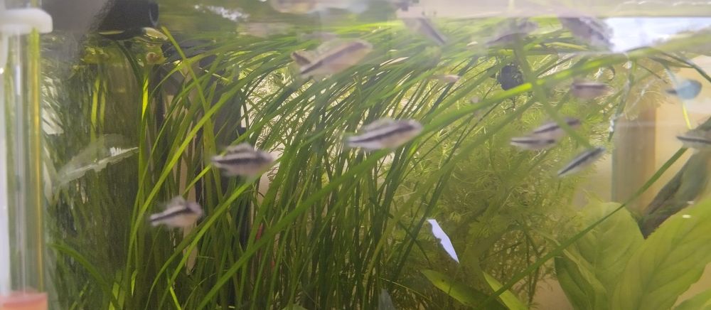 Guppies juvenis 1€