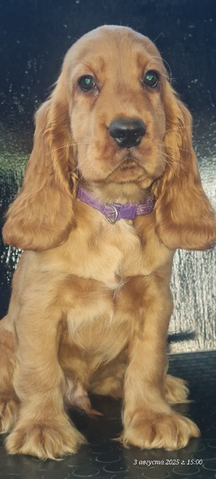 Английский кокер спаниель