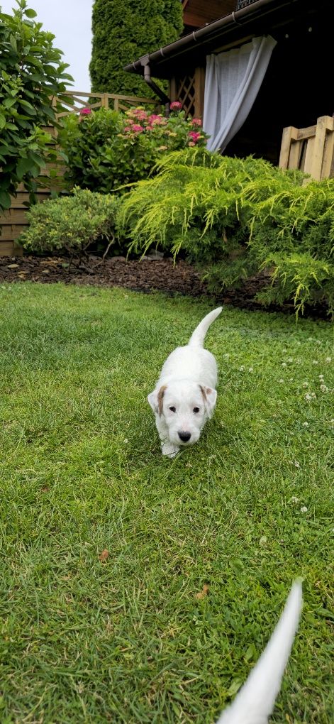 Jack Russell Terrier ZKwP FCI piesek